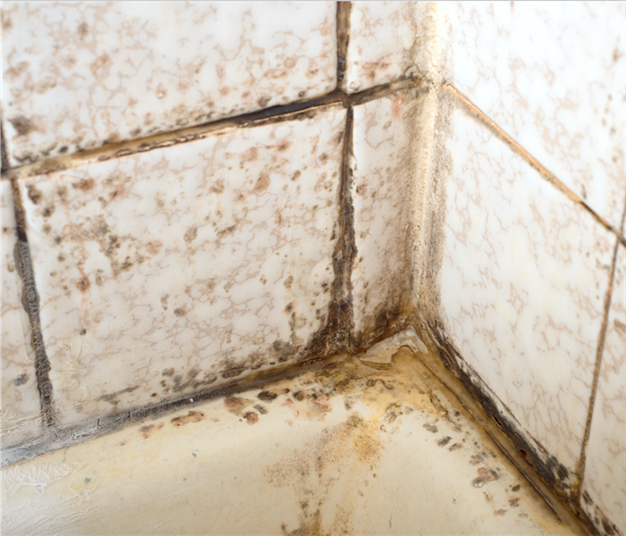 Mold growth on tiles of bathroom