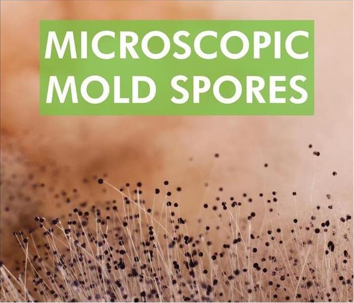 Microscopic spores