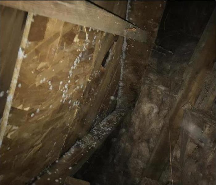 wood with mold. Concept of mold growth on attic