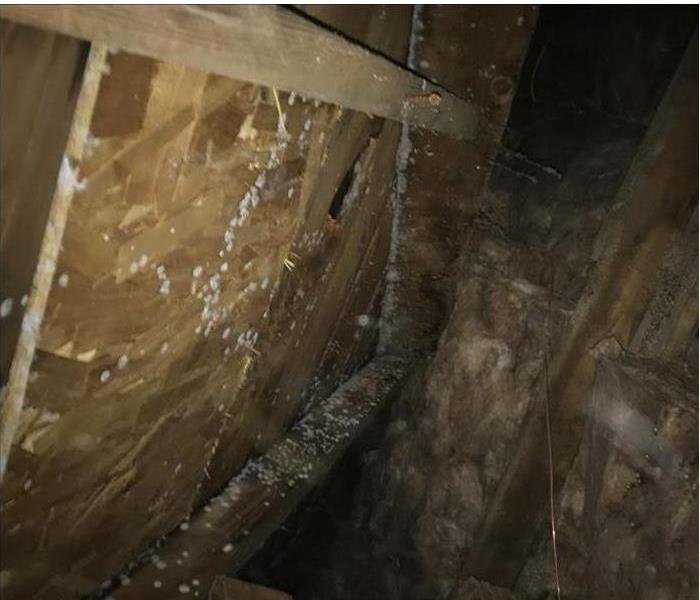 The attic of a house with mold damage